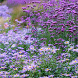 Steluta de Toamna (Aster) Professor Anton Kippenberg, planta perena, flori lila, gradina sau ghiveci