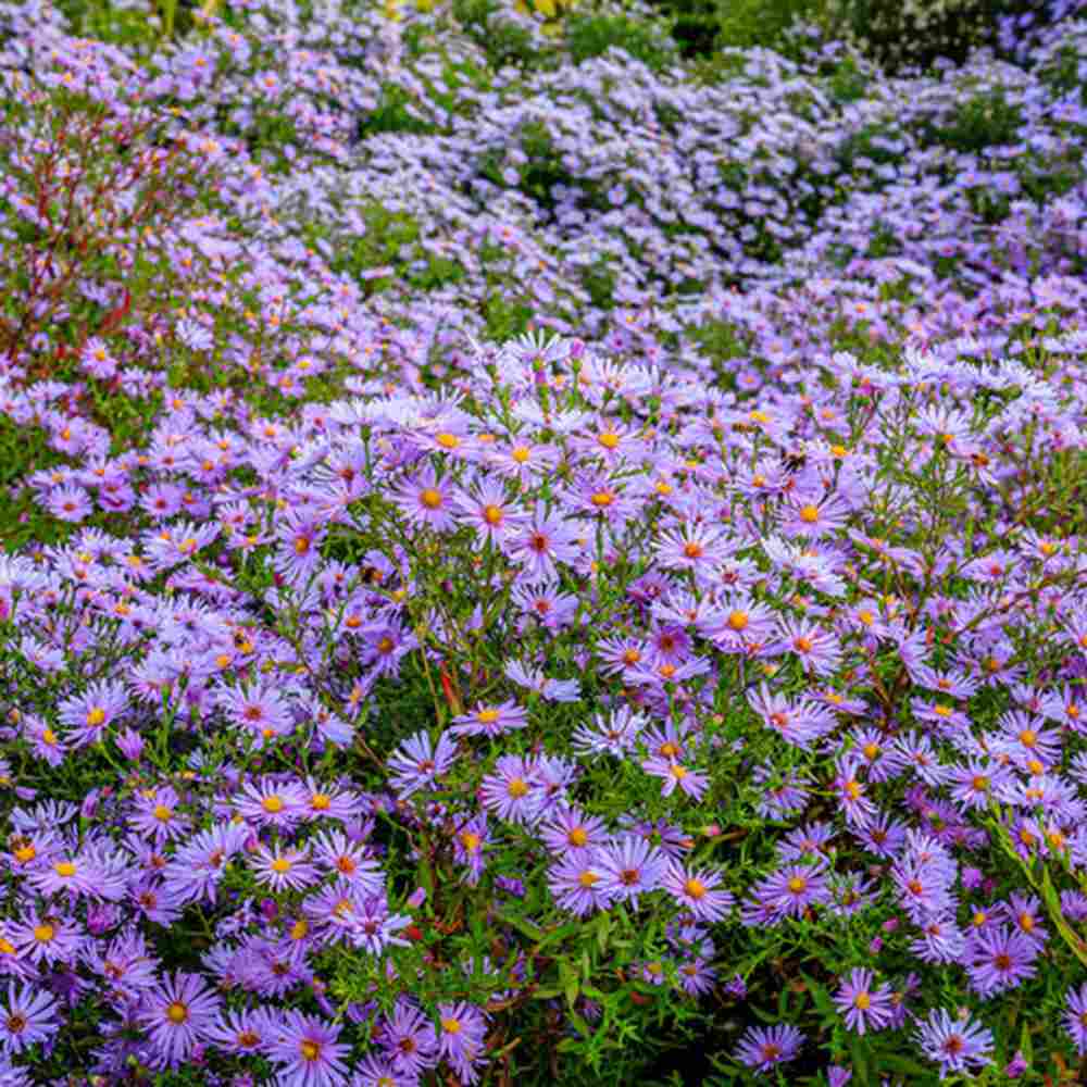 Steluta de Toamna (Aster) Professor Anton Kippenberg, planta perena, flori lila, gradina sau ghiveci