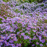 Steluta de Toamna (Aster) Professor Anton Kippenberg, planta perena, flori lila, gradina sau ghiveci