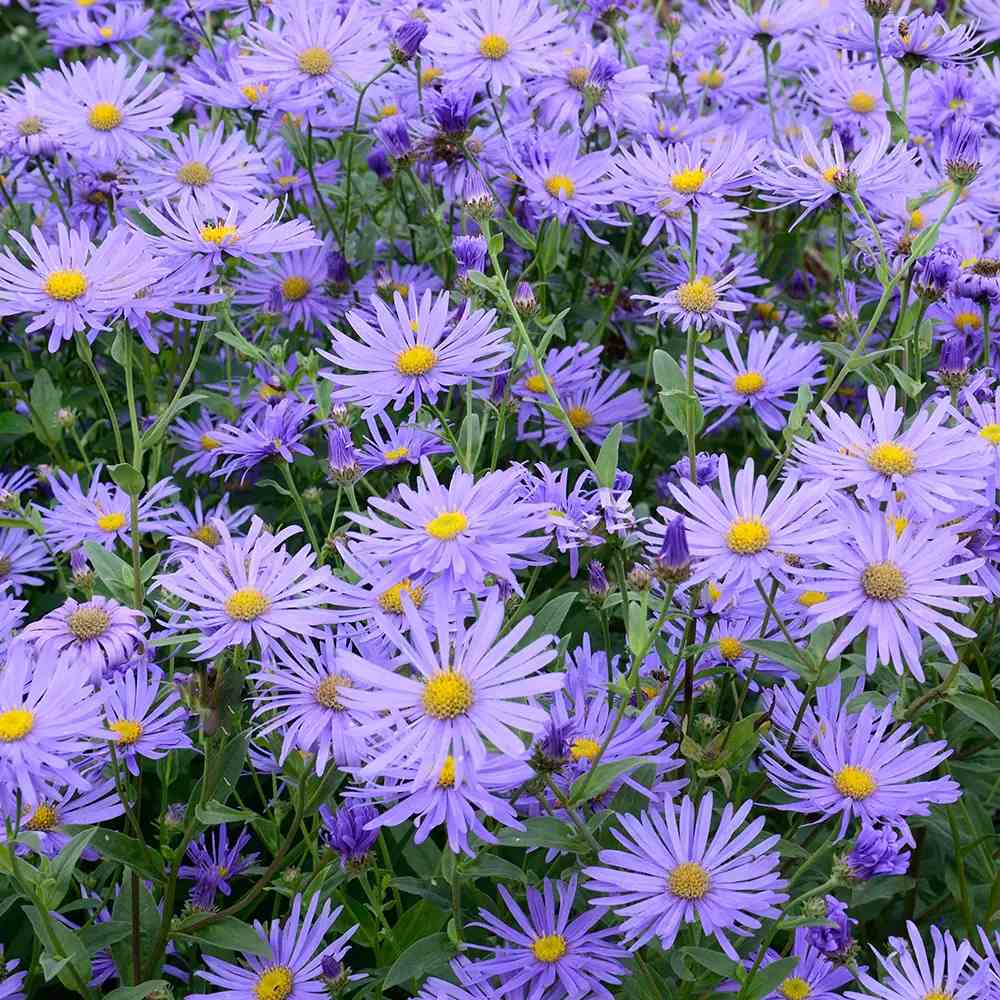 Steluta de Toamna (Aster) Mönch, flori violet-albastru, inflorire iulie-octombrie, rezistent la -23°C