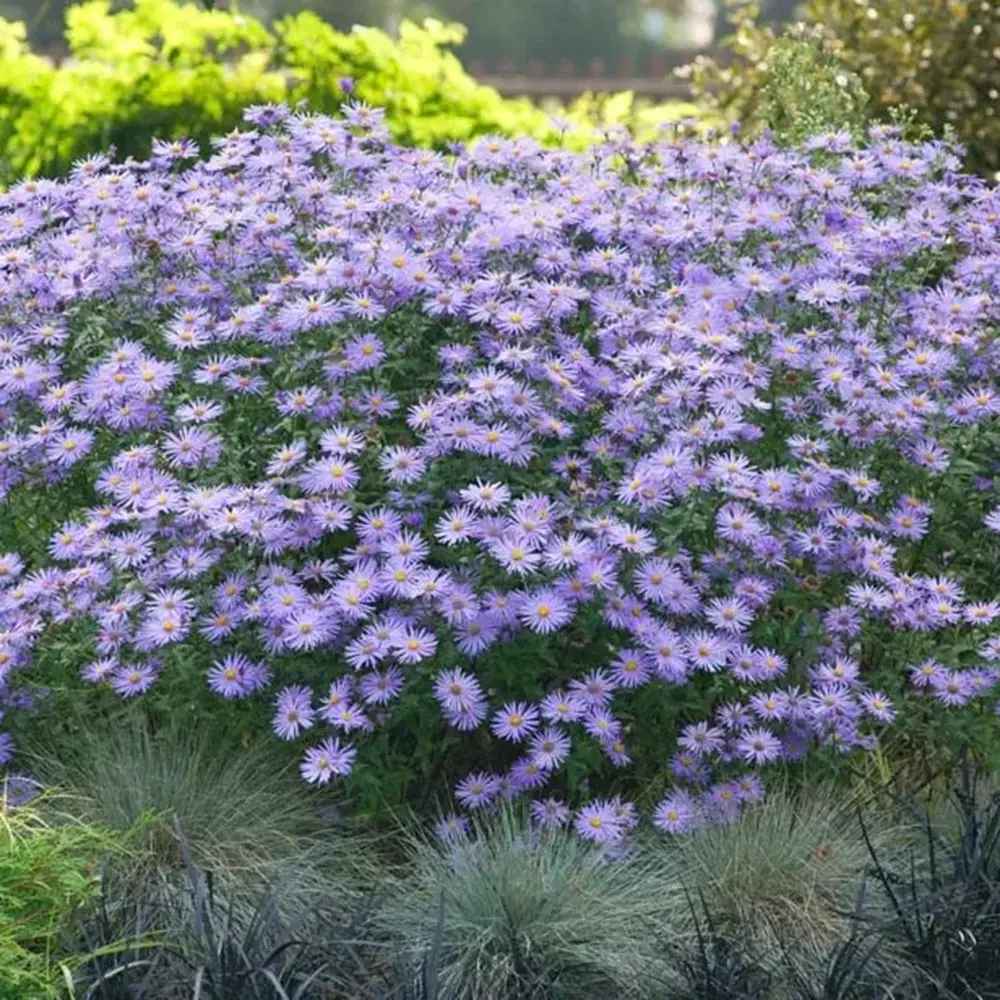 Steluta de Toamna (Aster) Mönch, flori violet-albastru, inflorire iulie-octombrie, rezistent la -23°C