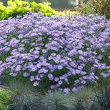 Steluta de Toamna (Aster) Mönch, flori violet-albastru, inflorire iulie-octombrie, rezistent la -23°C