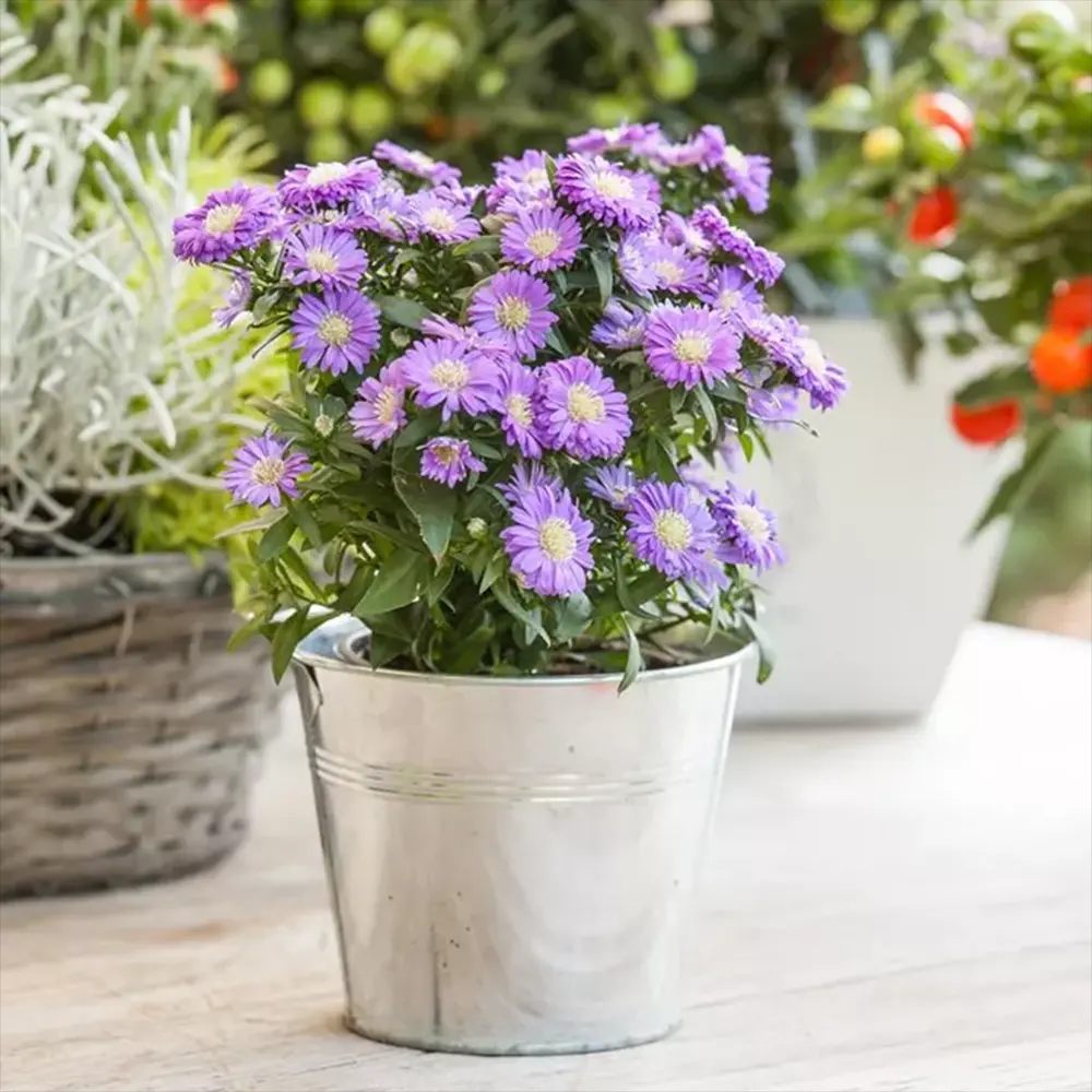 Steluta de Toamna (Aster) Professor Anton Kippenberg, planta perena, flori lila, gradina sau ghiveci