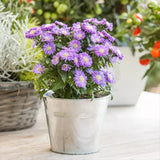 Steluta de Toamna (Aster) Professor Anton Kippenberg, planta perena, flori lila, gradina sau ghiveci