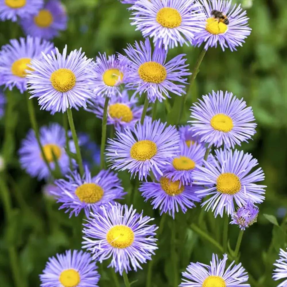 Steluta de Toamna (Aster) Professor Anton Kippenberg, planta perena, flori lila, gradina sau ghiveci