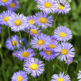 Steluta de Toamna (Aster) Professor Anton Kippenberg, planta perena, flori lila, gradina sau ghiveci