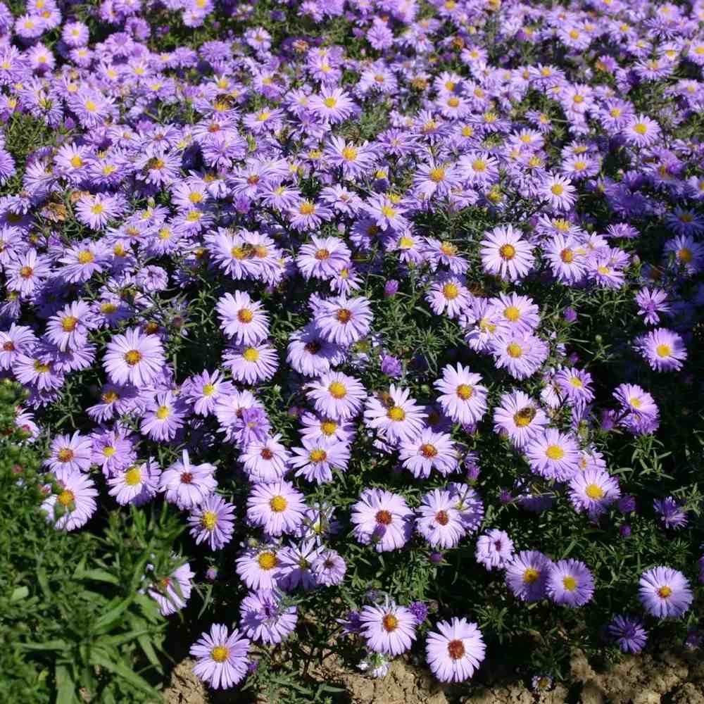 Steluta de Toamna (Aster) Professor Anton Kippenberg, planta perena, flori lila, gradina sau ghiveci