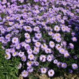 Steluta de Toamna (Aster) Professor Anton Kippenberg, planta perena, flori lila, gradina sau ghiveci