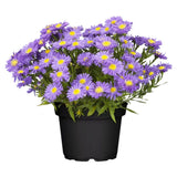 Steluta de Toamna (Aster) Professor Anton Kippenberg, planta perena, flori lila, gradina sau ghiveci