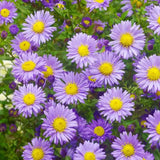 Steluta de Toamna (Aster) Professor Anton Kippenberg, planta perena, flori lila, gradina sau ghiveci