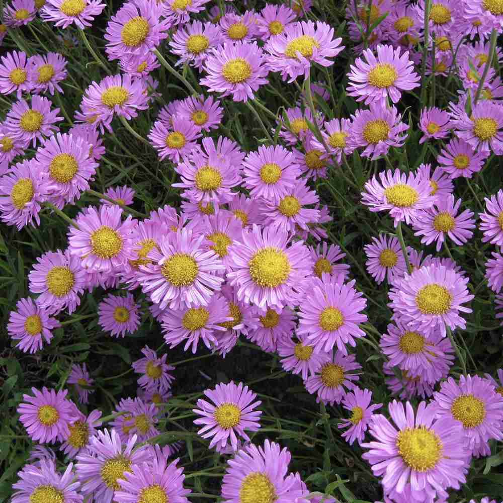 Steluta de Toamna (Aster) Happy End, perena alpina roz, pentru rocarii si borduri, inflorire mai iunie, rezistenta la frig, tufanica pitica pentru gradina