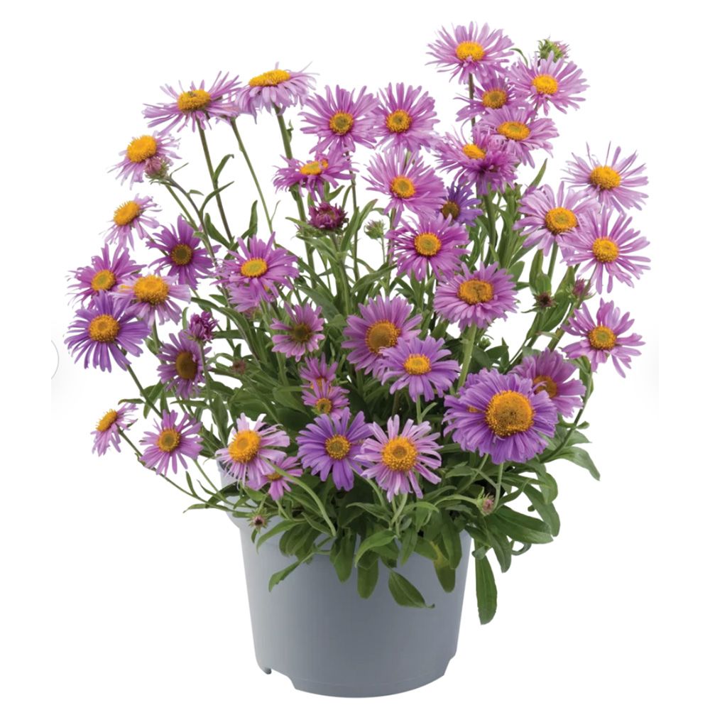 Steluta de Toamna (Aster) Happy End, perena alpina roz, pentru rocarii si borduri, inflorire mai iunie, rezistenta la frig, tufanica pitica pentru gradina