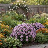 Steluta de Toamna (Aster) Happy End, perena alpina roz, pentru rocarii si borduri, inflorire mai iunie, rezistenta la frig, tufanica pitica pentru gradina