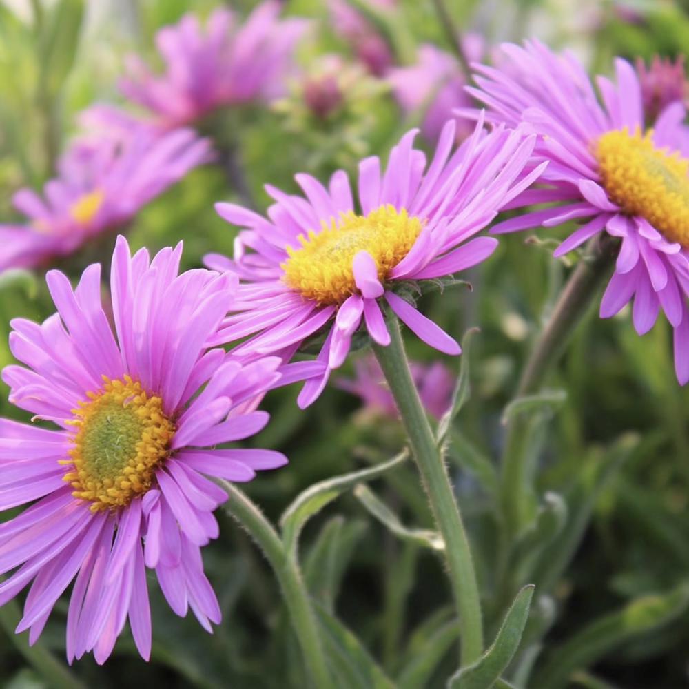Steluta de Toamna (Aster) Happy End, perena alpina roz, pentru rocarii si borduri, inflorire mai iunie, rezistenta la frig, tufanica pitica pentru gradina