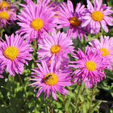 Steluta de Toamna (Aster) Happy End, perena alpina roz, pentru rocarii si borduri, inflorire mai iunie, rezistenta la frig, tufanica pitica pentru gradina