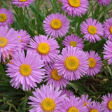 Steluta de Toamna (Aster) Happy End, perena alpina roz, pentru rocarii si borduri, inflorire mai iunie, rezistenta la frig, tufanica pitica pentru gradina