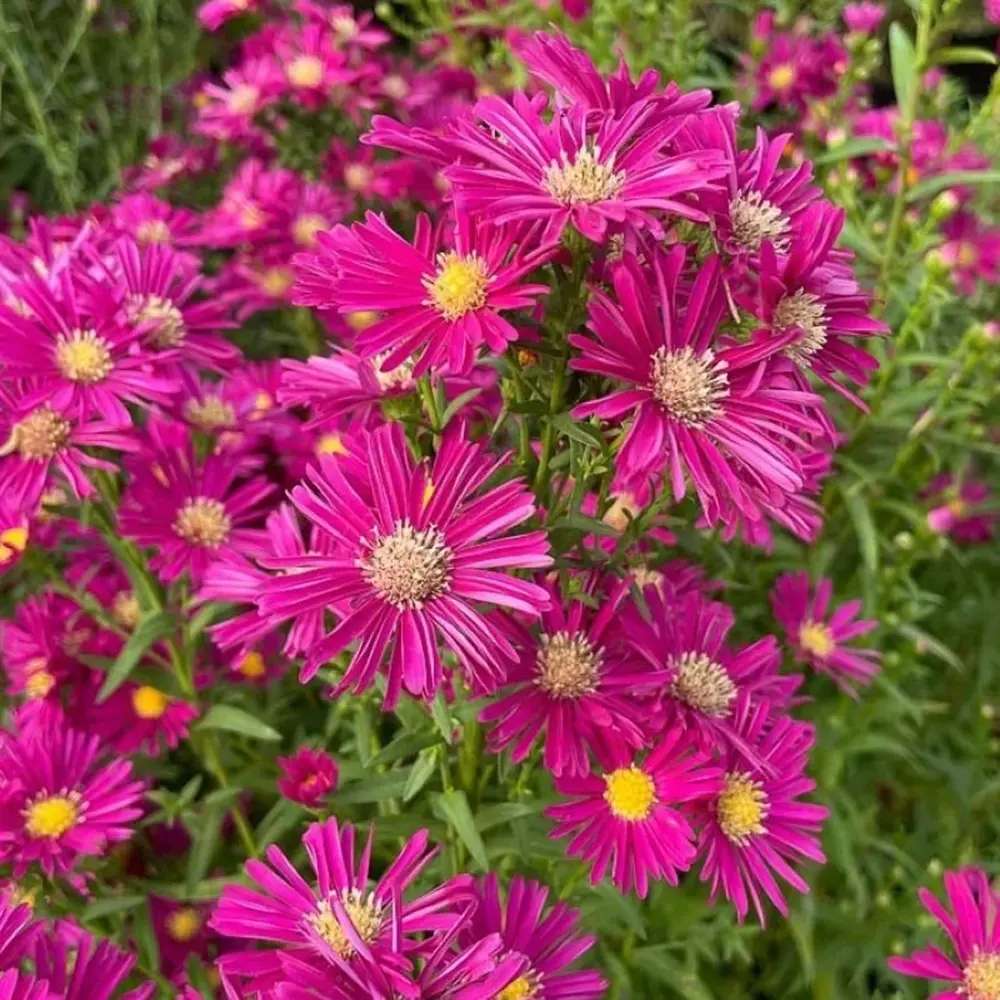 Steluta de Toamna Aster Wiston Churchill, flori roz inchis, planta perena rezistenta la ger