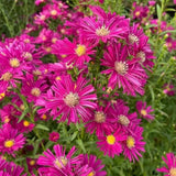 Steluta de Toamna Aster Wiston Churchill, flori roz inchis, planta perena rezistenta la ger