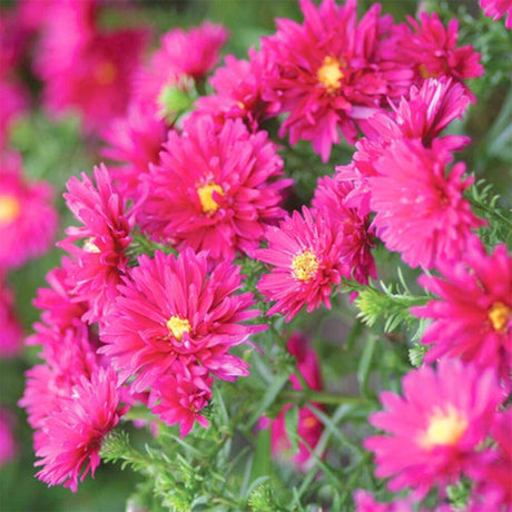 Steluta de Toamna Aster Wiston Churchill, flori roz inchis, planta perena rezistenta la ger