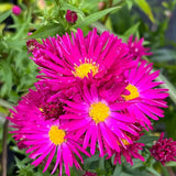 Steluta de Toamna Aster Wiston Churchill, flori roz inchis, planta perena rezistenta la ger