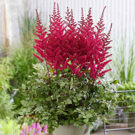Astilbe Vulcano, planta perena cu flori rosii intense, pentru semiumbra, sol reavan si gradini elegante