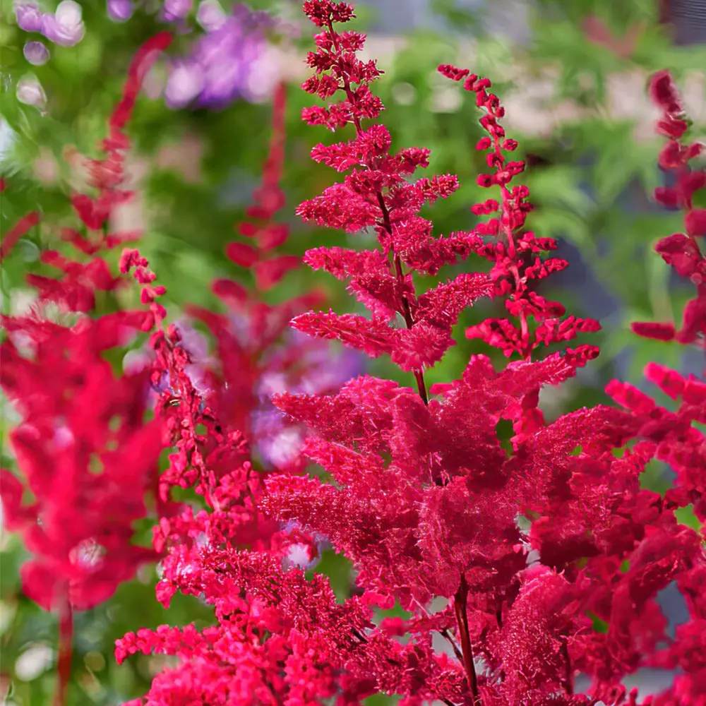 Astilbe Vulcano, planta perena cu flori rosii intense, pentru semiumbra, sol reavan si gradini elegante