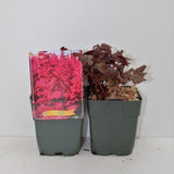 Astilbe Vulcano, planta perena cu flori rosii intense, pentru semiumbra, sol reavan si gradini elegante