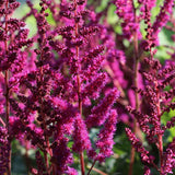 Astilbe Vision in Red, Inflorescente rosii-rubiniu, aspect elegant si bogat, ideal semi-umbra sau umbra