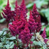 Astilbe Vision in Red, Inflorescente rosii-rubiniu, aspect elegant si bogat, ideal semi-umbra sau umbra