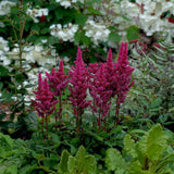 Astilbe Vision in Red, Inflorescente rosii-rubiniu, aspect elegant si bogat, ideal semi-umbra sau umbra