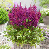 Astilbe Vision in Red, Inflorescente rosii-rubiniu, aspect elegant si bogat, ideal semi-umbra sau umbra