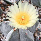 Cactus Boneta episcopului (Astrophytum myriostigma), cactus decorativ de interior cu flori galbene, crestere lenta - 20 cm