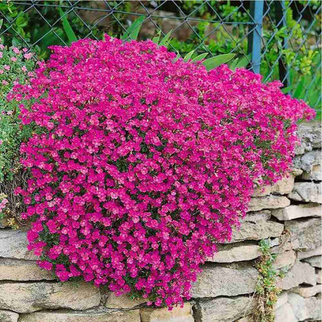 Aubrieta Axcent Dark Red (Campanula), autoextindere naturala, flori rosu, pentru rocarii, planta perena de primavara, acoperire sol, rezistenta la ger