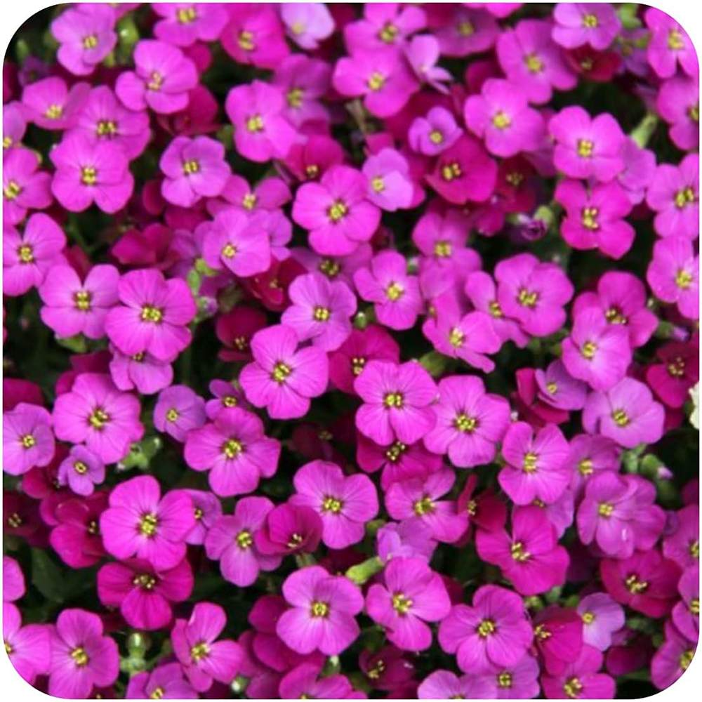 Aubrieta Axcent Dark Red (Campanula), autoextindere naturala, flori rosu, pentru rocarii, planta perena de primavara, acoperire sol, rezistenta la ger