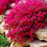 Aubrieta Axcent Dark Red (Campanula), autoextindere naturala, flori rosu, pentru rocarii, planta perena de primavara, acoperire sol, rezistenta la ger