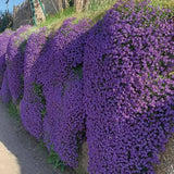 Aubrieta Axcent Lilac (Campanula), autoextindere naturala, flori lila, pentru rocarii, planta perena de primavara, acoperire sol, rezistenta la ger