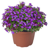 Aubrieta Axcent Lilac (Campanula), autoextindere naturala, flori lila, pentru rocarii, planta perena de primavara, acoperire sol, rezistenta la ger