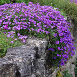Aubrieta Axcent Lilac (Campanula), autoextindere naturala, flori lila, pentru rocarii, planta perena de primavara, acoperire sol, rezistenta la ger