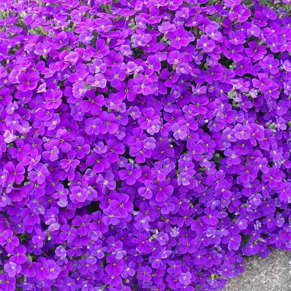 Aubrieta Axcent Lilac (Campanula), autoextindere naturala, flori lila, pentru rocarii, planta perena de primavara, acoperire sol, rezistenta la ger