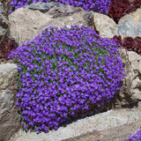 Aubrieta Axcent Lilac (Campanula), autoextindere naturala, flori lila, pentru rocarii, planta perena de primavara, acoperire sol, rezistenta la ger