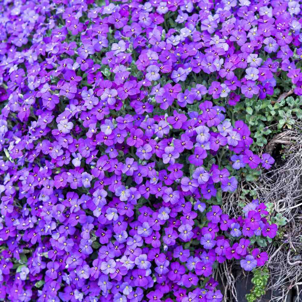 Aubrieta (Campanula) Blue Emperor, taratoare, autoextindere naturala, cu flori albastru-violet, perena tapetanta, semivesnic verde, pentru stancarii si borduri
