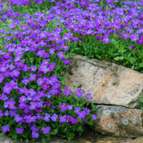 Aubrieta (Campanula) Blue Emperor, taratoare, autoextindere naturala, cu flori albastru-violet, perena tapetanta, semivesnic verde, pentru stancarii si borduri