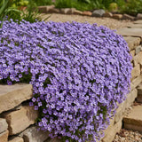 Aubrieta (Campanula) Blue Emperor, taratoare, autoextindere naturala, cu flori albastru-violet, perena tapetanta, semivesnic verde, pentru stancarii si borduri