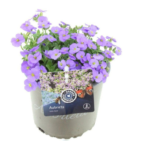 Aubrieta Little Gem, flori mov-violet, autoextindere naturala, perena tapetanta, semivesnic verde, pentru stancarii si borduri