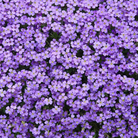 Aubrieta Little Gem, flori mov-violet, autoextindere naturala, perena tapetanta, semivesnic verde, pentru stancarii si borduri
