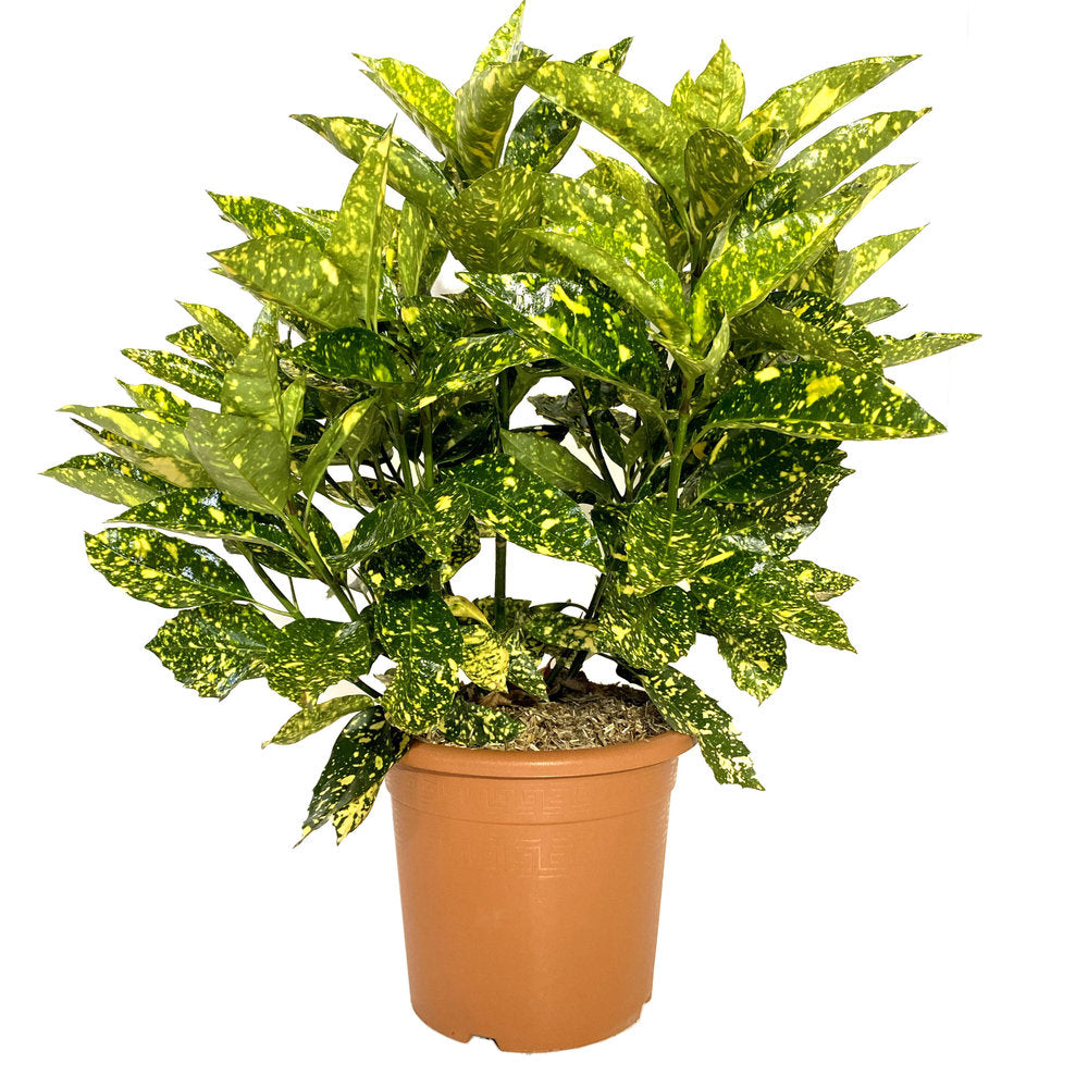 Pom de Aur Japonez Aucuba Variegata, planta decorativa de apartament cu frunze verzi patate galben