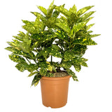 Pom de Aur Japonez Aucuba Variegata, planta decorativa de apartament cu frunze verzi patate galben