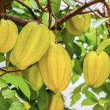 Fructul Stea (Averrhoa carambola), in ghiveci, cu fructe exotice galbene dulci-acrisoare, racoritor, aroma citrica