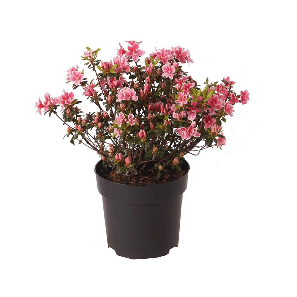 Azaleee Japoneza (Rhododendron) Babuschka, compact cu flori roz Intense, sol acid, semi-umbra