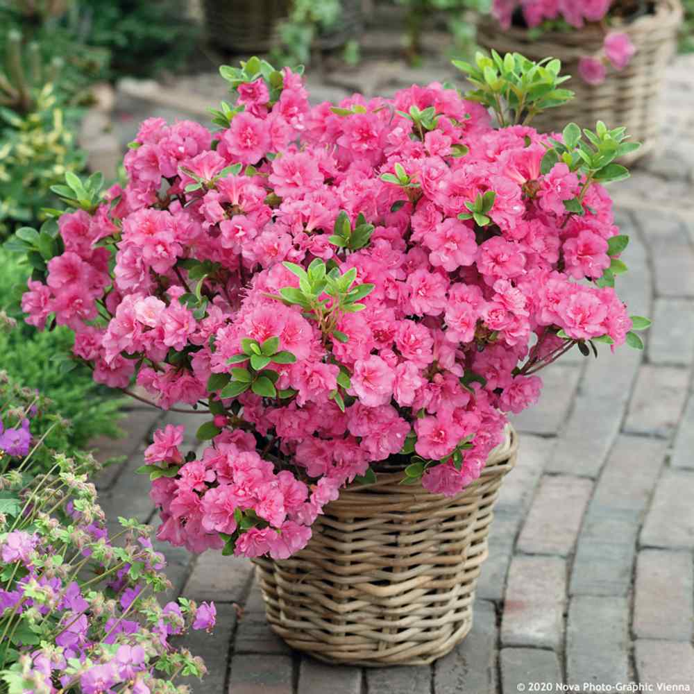 Azaleee Japoneza (Rhododendron) Babuschka, compact cu flori roz Intense, sol acid, semi-umbra